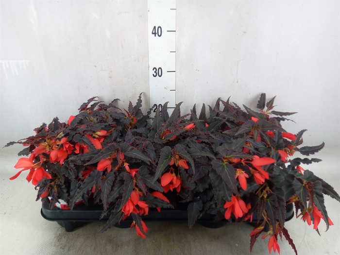 <h4>Begonia boliv. 'Beauvilia Red'</h4>
