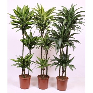 Dracaena fragrans overig gemengd 4 soorten 90-60-30