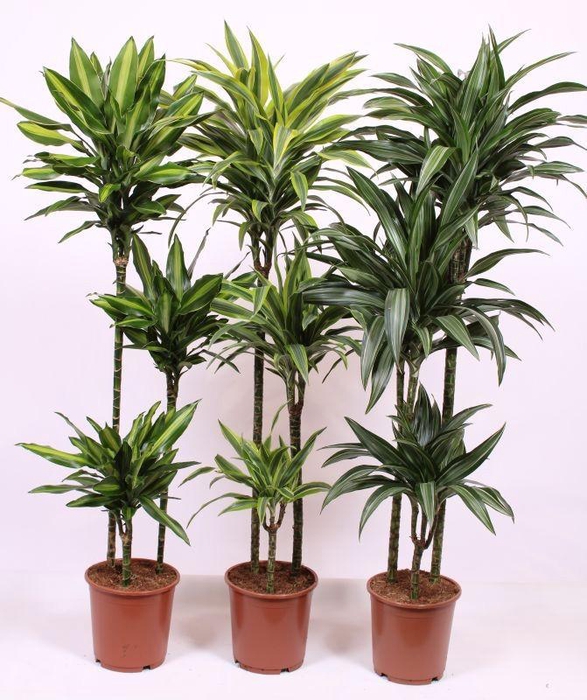<h4>Dracaena fragrans overig gemengd 4 soorten 90-60-30</h4>