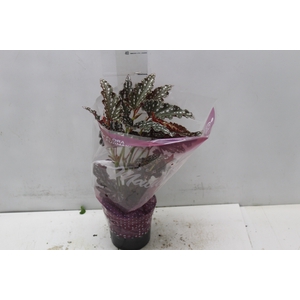 BEGONIA MACULATA SPOTLIGHT DARK P13