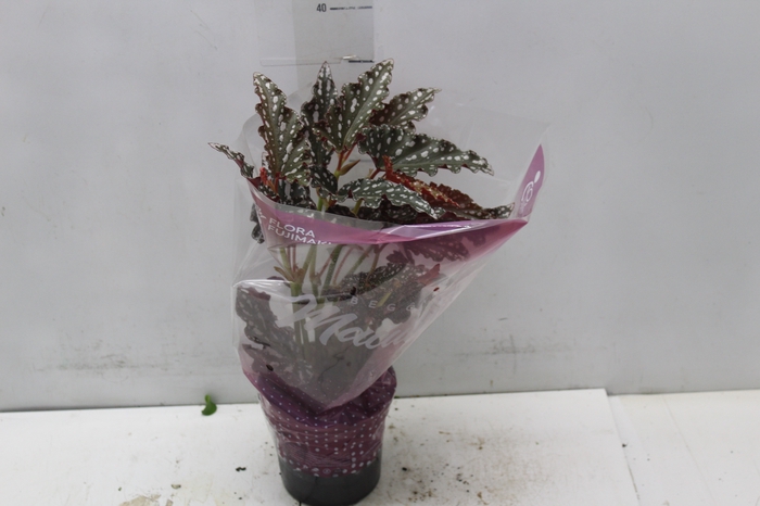<h4>BEGONIA MACULATA SPOTLIGHT DARK P13</h4>