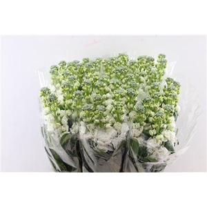 Matth Iron White (it.)