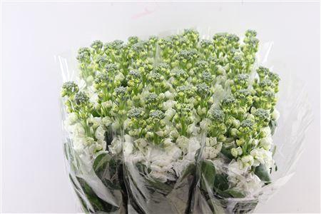 <h4>Matth Iron White (it.)</h4>