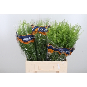Lepidium Green Bell