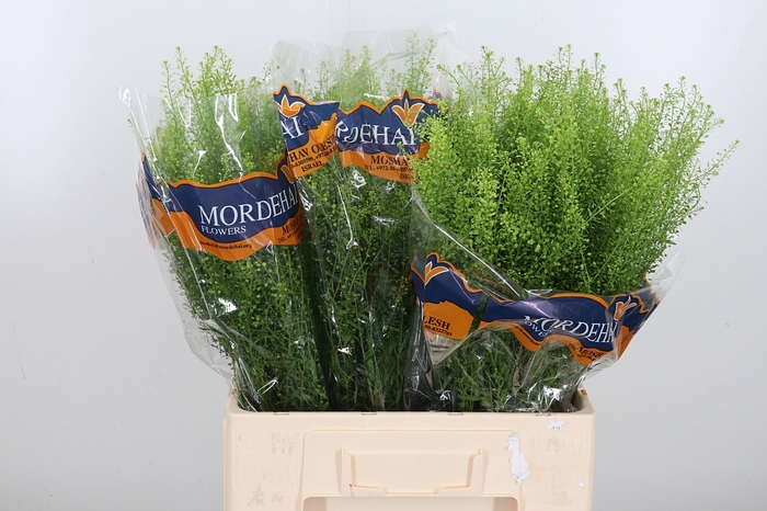 <h4>Lepidium Green Bell</h4>