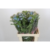 Oxypetalum Tweedia Blue
