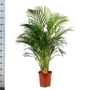 Dypsis Lutescens 25+