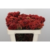 Kaaps Groen Red Brunia Small