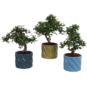 Bonsai Indoor Mix Ø12cm S-Shape in Ø 14cm Ceramic FB674