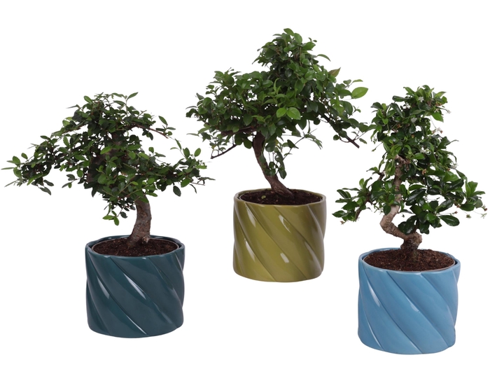 <h4>Bonsai Indoor Mix Ø12cm S-Shape in Ø 14cm Ceramic FB674</h4>