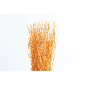 Berk Klb Apricot
