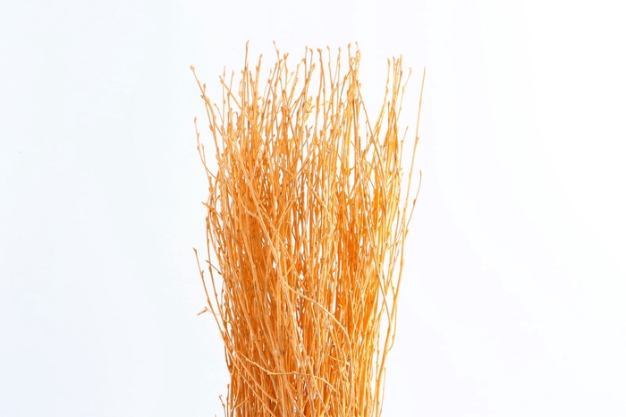 <h4>Berk Klb Apricot</h4>
