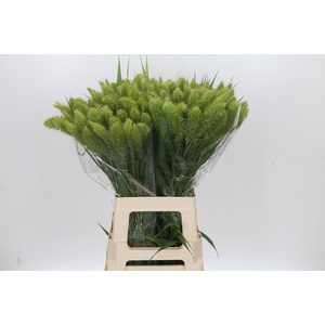 Setaria Italica Volle Melk