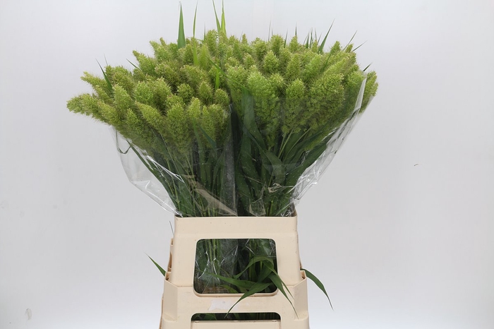 Setaria Italica Volle Melk