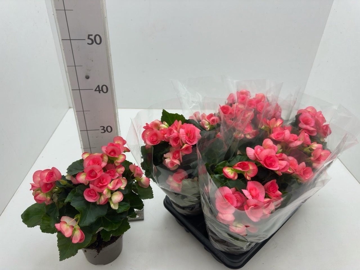 <h4>BEG HL NETJA</h4>