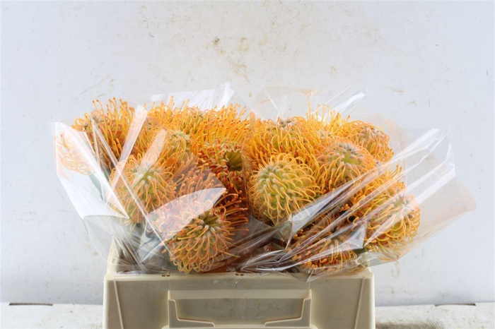 <h4>Leuco Co Soleil</h4>