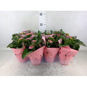 Kalanchoe  'MoreFlow Lillian'