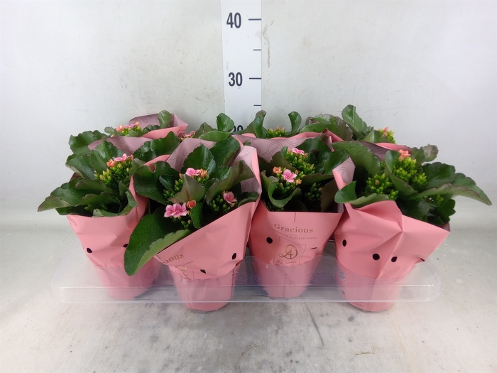 <h4>Kalanchoe  'MoreFlow Lillian'</h4>