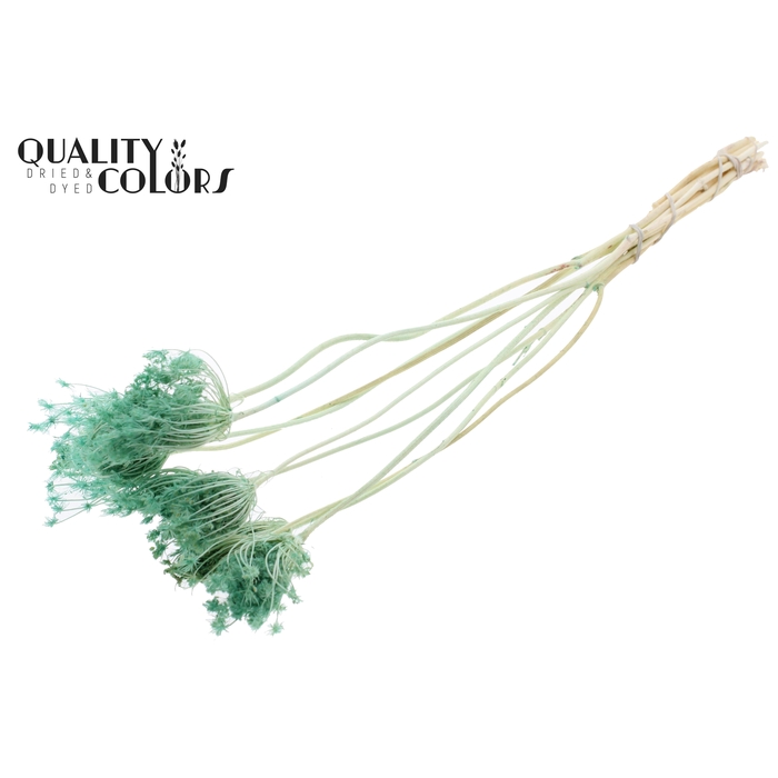 <h4>Ammi Majus 2-4cm 10pc/bunch Bleached Mint</h4>