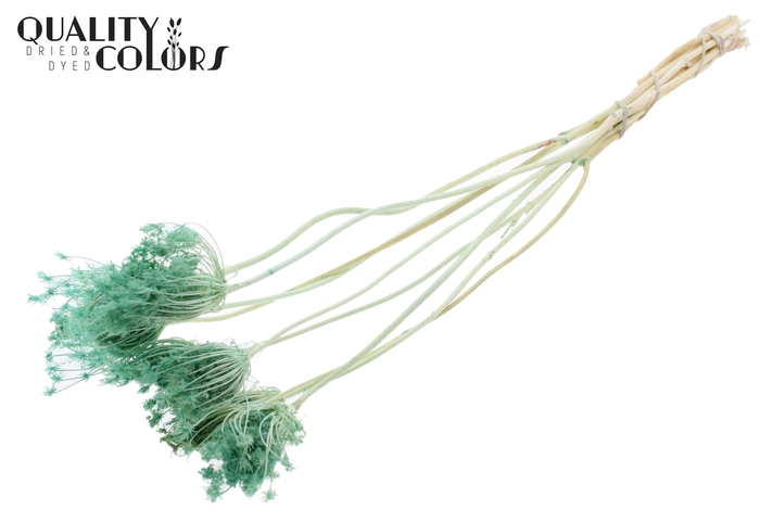Ammi Majus 2-4cm 10pc/bunch Bleached Mint