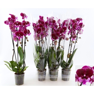 PHAL EL CASCADE