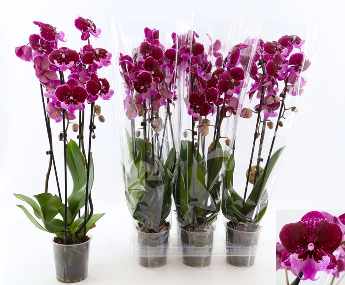 <h4>PHAL EL CASCADE</h4>