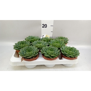 Echeveria   ...