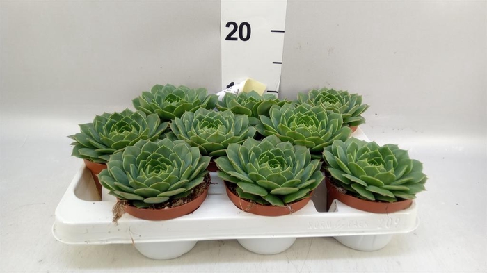 <h4>Echeveria   ...</h4>