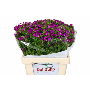 Dianthus Ba Am Neon Purple (trolley)