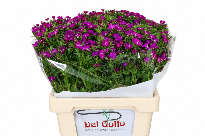Dianthus Ba Am Neon Purple (trolley)