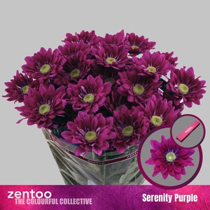 Chr T Serenity Purple