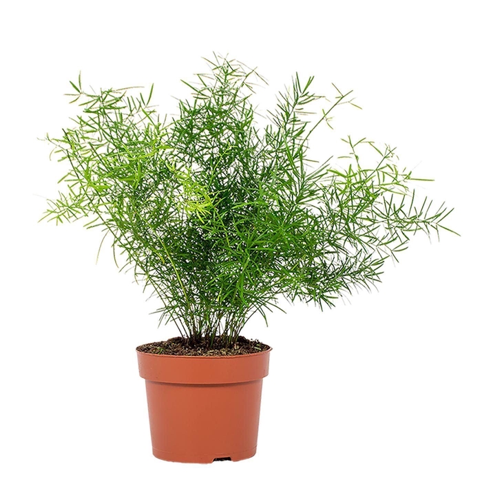 <h4>ASPAR D SPRENGERI</h4>