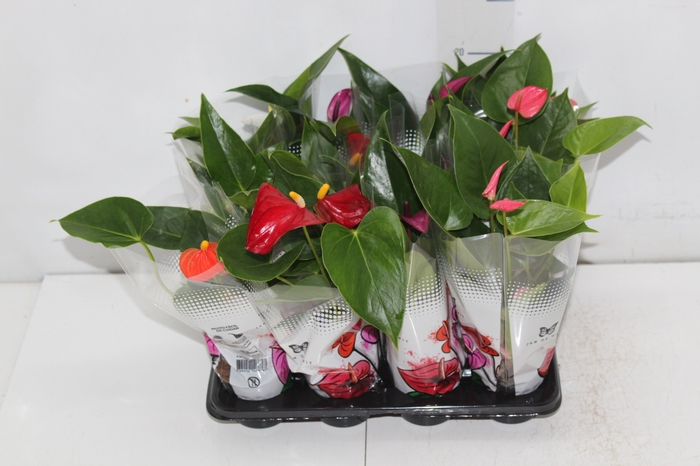 <h4>ANTHURIUM VARIADO P06</h4>