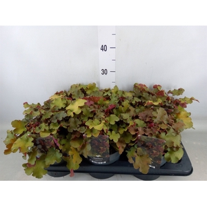 Heuchera americana