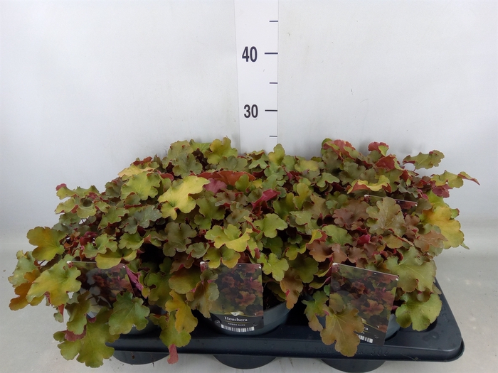 <h4>Heuchera americana</h4>