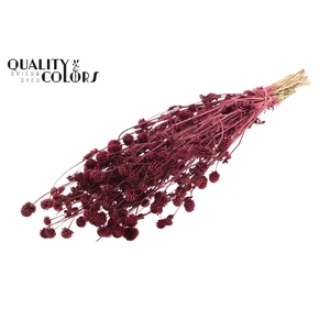 Gomphrena per bunch Burgundy