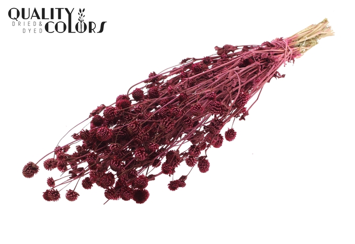 <h4>Gomphrena per bunch Burgundy</h4>