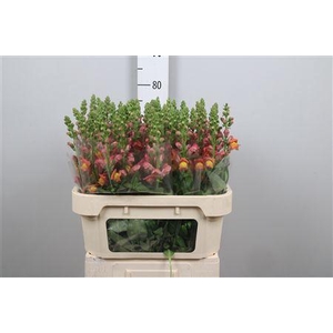 Antir Antibes Orange