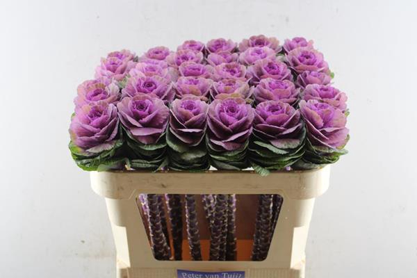 <h4>Brass Crane Carmine</h4>