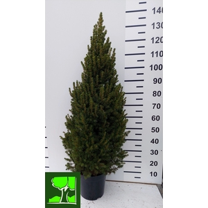 PICEA GL CONICA