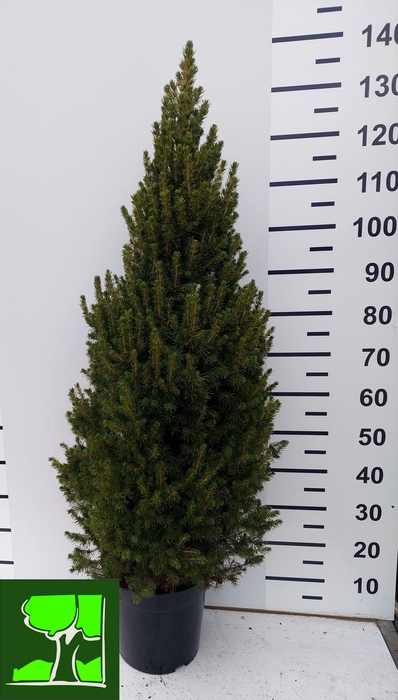 <h4>PICEA GL CONICA</h4>