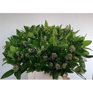 Skimmia J Silvretta Bs