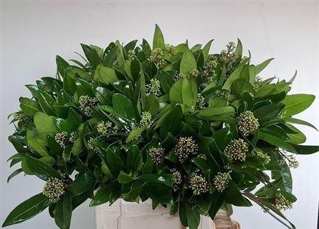 <h4>Skimmia J Silvretta Bs</h4>