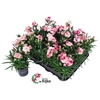 Dianthus 'Sprint Pink & Proud'