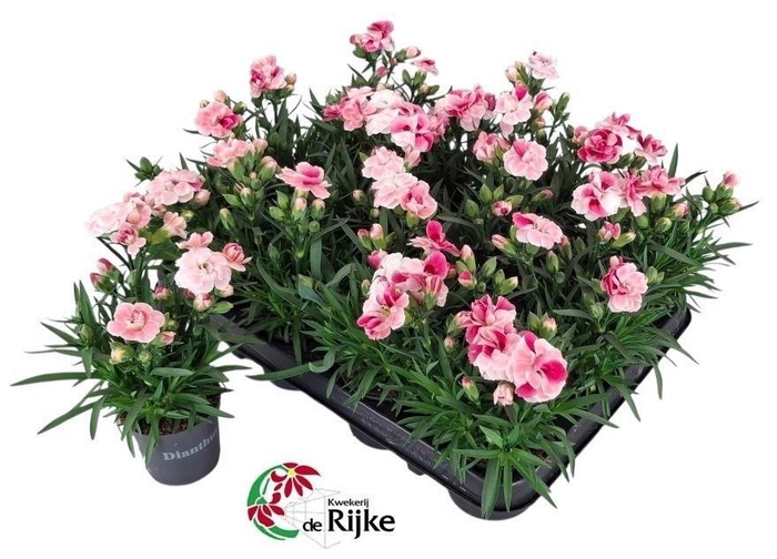 Dianthus 'Sprint Pink & Proud'