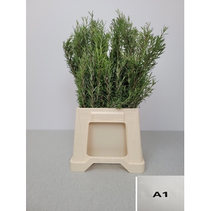 ROSMARINUS OFFICINAL PB