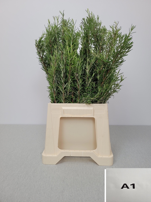 <h4>ROSMARINUS OFFICINAL PB</h4>