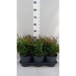 Nandina domestica