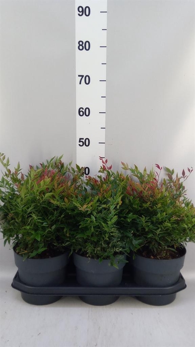<h4>Nandina domestica</h4>