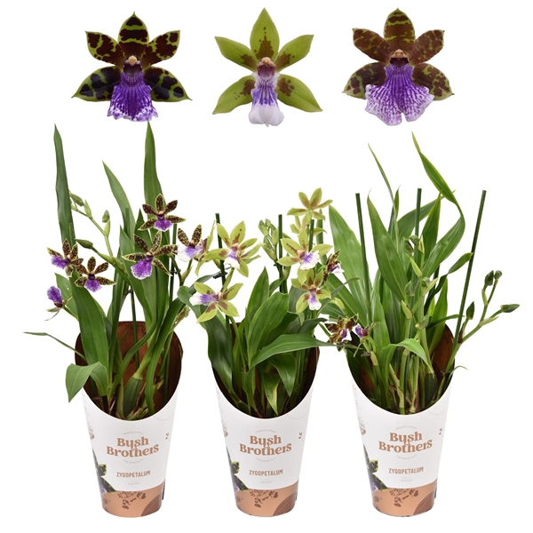 <h4>Zygopetalum 3 tak 12 cm</h4>